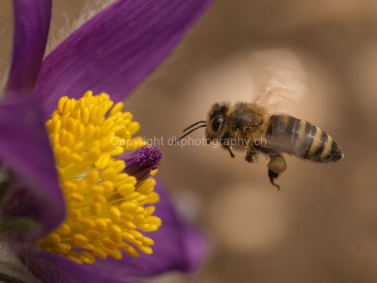 Fleissige Biene am Ostermontag, aufgenommen in der Region Basel (CH). Bild-Nummer: 146