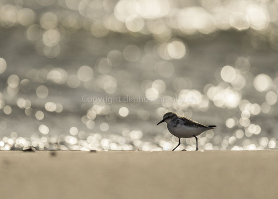 Zwergstrandläufer 4 (Calidris minuta), aufgenommen in Cudrefin (CH). Bild-Nummer: 229
