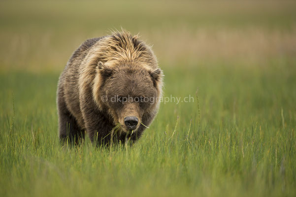 Crimpear am Grasen (Braunbär, Ursus arctos, Alaska) Bild-Nummer: 36