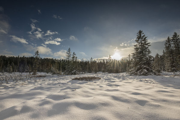 Das Moor im Winter, aufgenommen am Etang de la Gruère (CH).