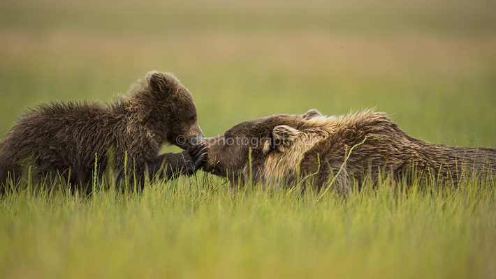 Crumpear mit ihrem Jungen (Braunbär, Ursus arctos, Alaska) Bild-Nummer: 1