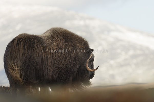 Moschusochse 11 (Ovibus moschatus), aufgenommen in Norwegen Bild-Nummer: 207