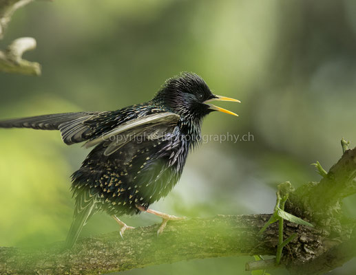 Gesangsstunde (Star, Sturnus vulgaris), aufgenommen in Laufen (CH). Bild-Nummer: 237