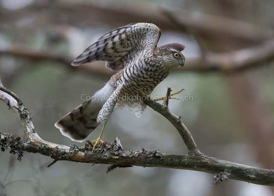Sperber 1 (Accipiter nisus), aufgenommen in Norwegen. Bild-Nummer: 213