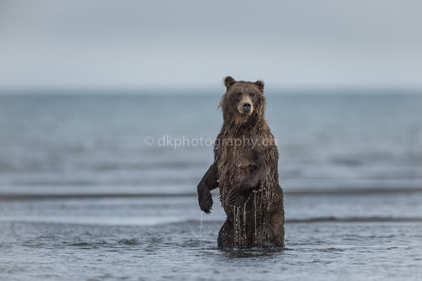 Lachsfang 3 (Braunbär, Ursus arctos, Alaska) Bild-Nummer: 14