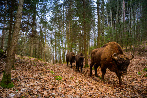 Wisent in Fotofalle, Februar 2024