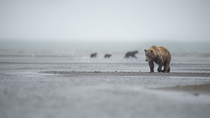 Treffpunkt Strand (Braunbär, Ursus arctos, Alaska) Bild-Nummer: 7