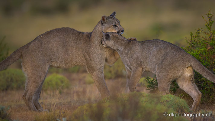 Zärtliche Begrüssung der Mutter (Puma (Puma concolor), Patagonien)