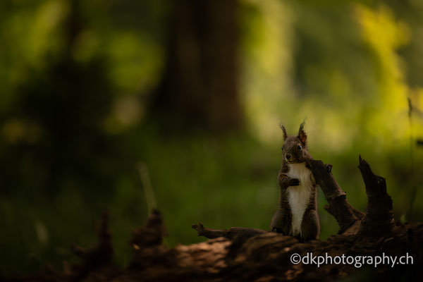 Squirrel, Slovenia, wildlife