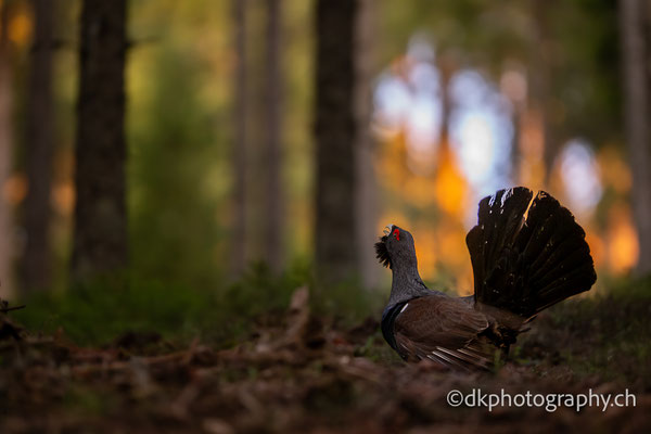 Capercaillie wildlife photo photography nature