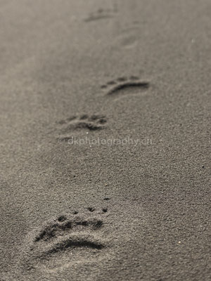 Footprints, (Braunbär, Alaska) Bild-Nummer: 23