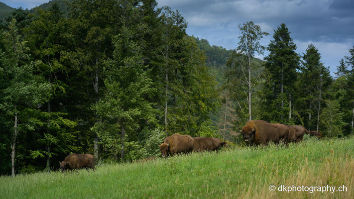 Wisent Herde auf der Weide, Juli 2023