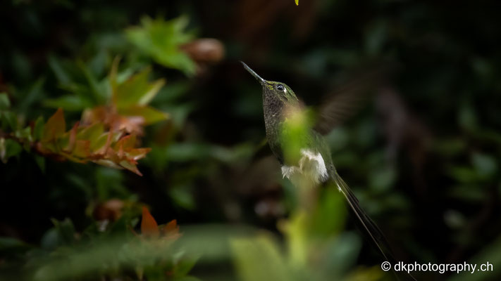 Kolibri im Flug (Ocreatus underwoodii)