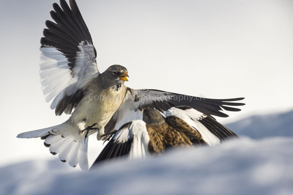 Schneesperlinge im Zweikampf (Montifringilla nivalis), aufgenommen im Wallis (CH). Bild-Nummer: 170