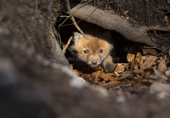 Jungfuchs (Vulpes vulpes), aufgenommen im Kanton Baselland (CH). Bild-Nummer: 238
