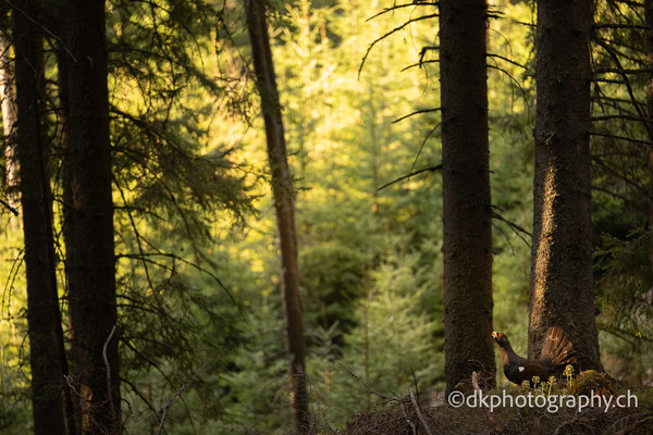 Capercaillie wildlife photo photography nature
