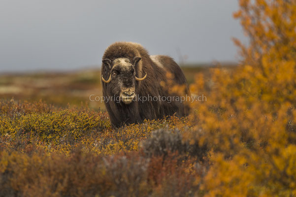 Moschusochse 8 (Ovibus moschatus), aufgenommen in Norwegen Bild-Nummer: 205