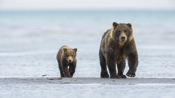 Crimpear einem ihrer Jungen (Braunbär, Ursus arctos, Alaska) Bild-Nummer: 12