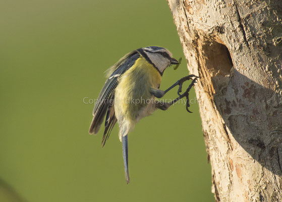 Treffsicher (Blaumeise, Cyanistes caeruleus), aufgenommen in Laufen (CH). Bild-Nummer: 235