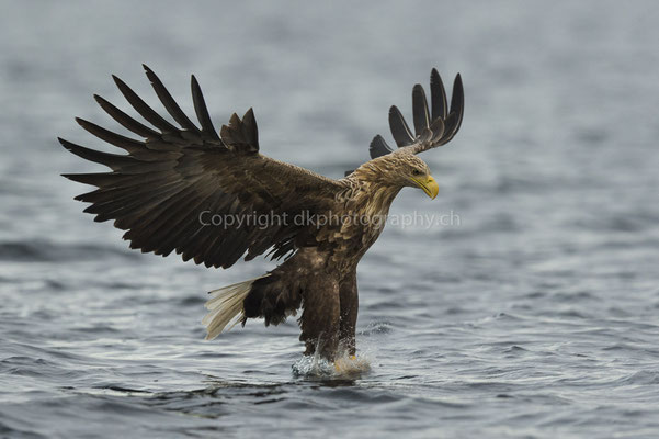 Seeadler 7 (Haliaeetus albicilla), aufgenommen in Norwegen Bild-Nummer: 178