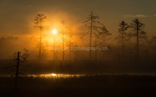 Sonnenaufgang im Lahemaa-Nationalpark in Estland. Bild-Nummer: 282