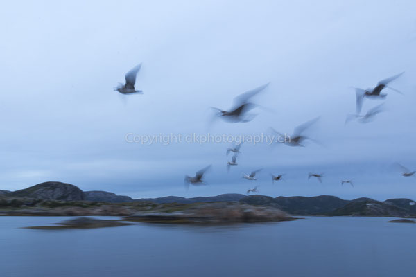 Möwen im Vorbeiflug, aufgenommen in Norwegen. Bild-Nummer: 192