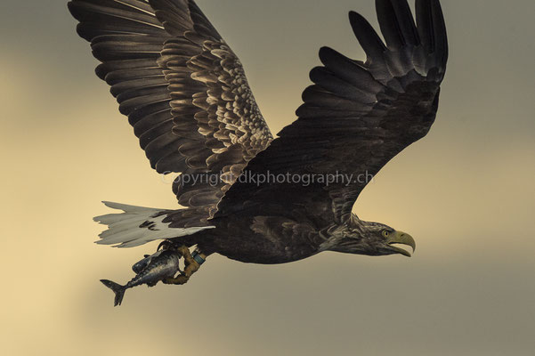 Seeadler 3 (Haliaeetus albicilla), aufgenommen in Norwegen Bild-Nummer: 174