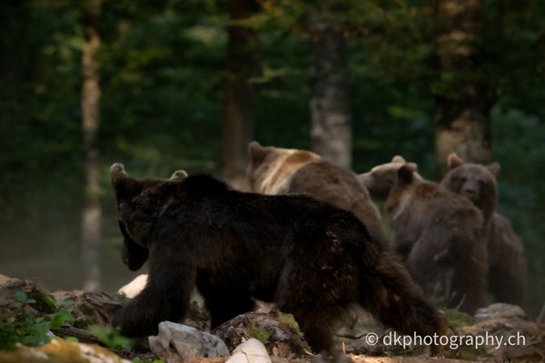 Spannung auf dem Futterplatz, Slowenien.