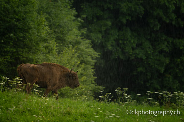 Im strömenden Regen, Weibchen, Sommer 2025