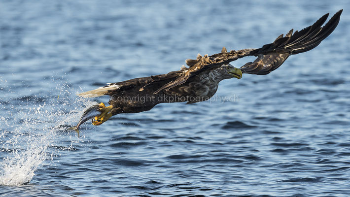 Seeadler 15 (Haliaeetus albicilla), aufgenommen in Norwegen Bild-Nummer: 186