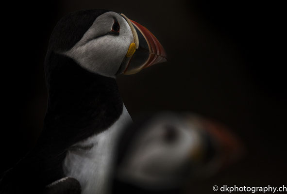 Papageitaucher (Fratercula arctica), aufgenommen in Wales. Bild-Nummer: 326