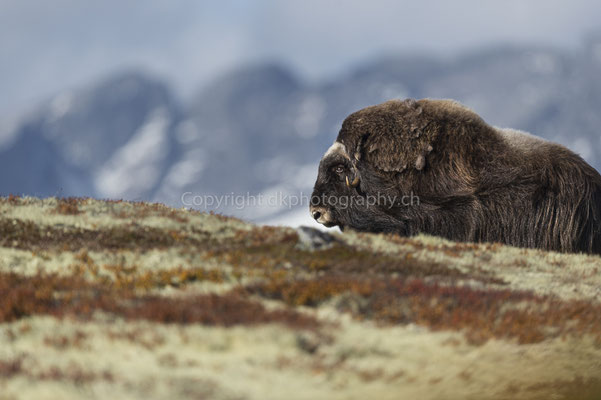 Moschusochse 1 (Ovibus moschatus), aufgenommen in Norwegen Bild-Nummer: 195