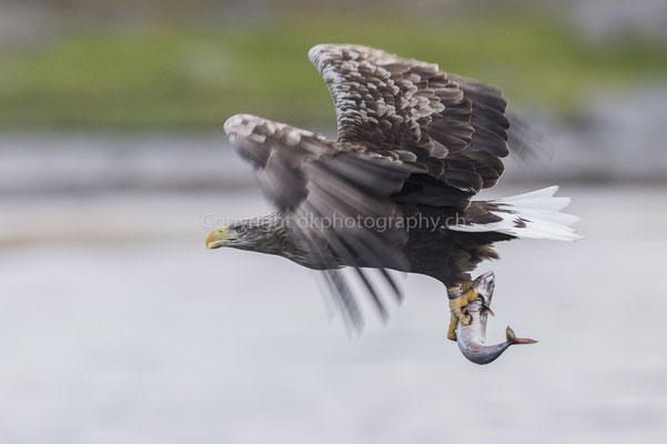Seeadler 8 (Haliaeetus albicilla), aufgenommen in Norwegen Bild-Nummer: 179