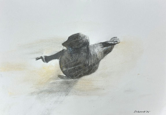 30 x 21 | Tusche / Pastell