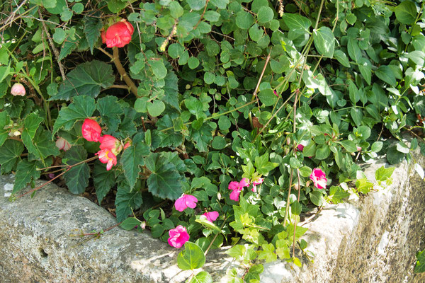 F 5.6 - 1/60 s - 250 iso