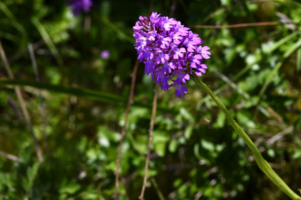 F 11 - 1/250 s - 64 iso