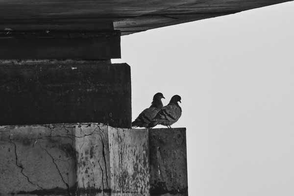 F 11 - 1/450 s - 500 iso