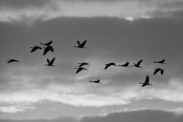 Dominique Girod / F 6.3 - 1/1600 s - 400 iso