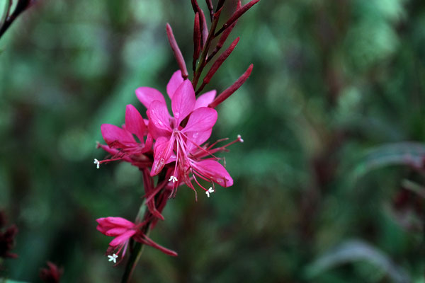 F 5.6 - 1/1 000 s - 800 iso