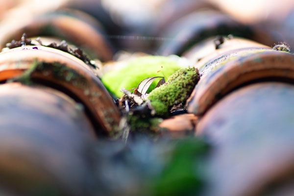 F 1.4 - 1/2000 s - 320 iso
