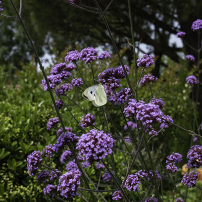 Guy / F 8 - 1/400 s - 250 iso