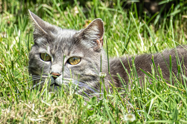 F 5.6 - 1/850 s - 400 iso