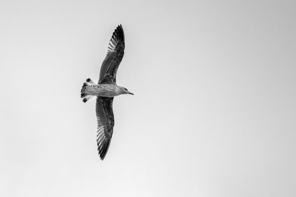 Joël Motillon / F 5.6 - 1/1600 s - 125 iso