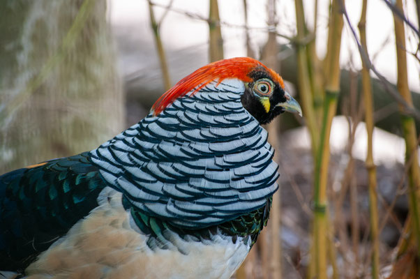 F 5.6 - 1/100 s - 400 iso