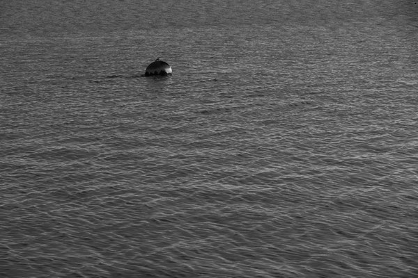 Robert / F 7.1 - 1/500 s - 100 iso
