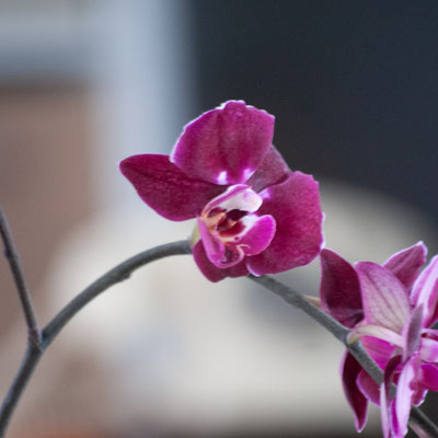 Jean-Jacques / F 5.6 - 1/15 s - 1 600 iso