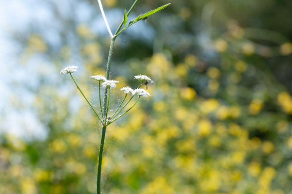 F 11 - 1/200 s - 200 iso
