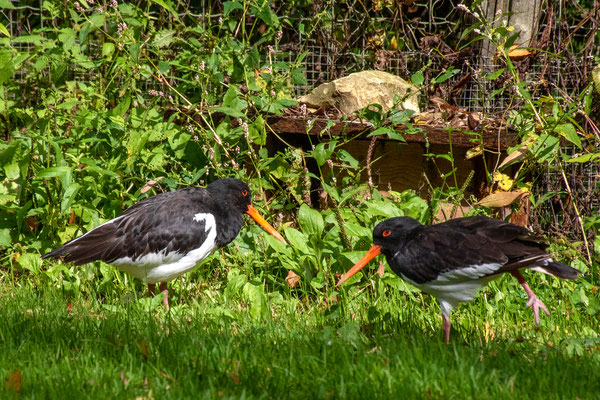 F 5.6 - 1/4000 s - 400 iso