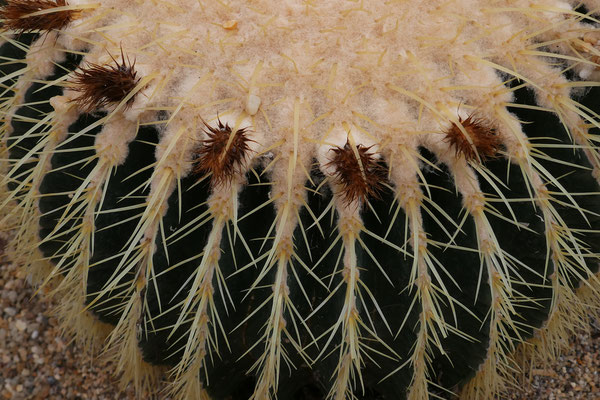 F 4.5 - 1/400 s - 100 iso