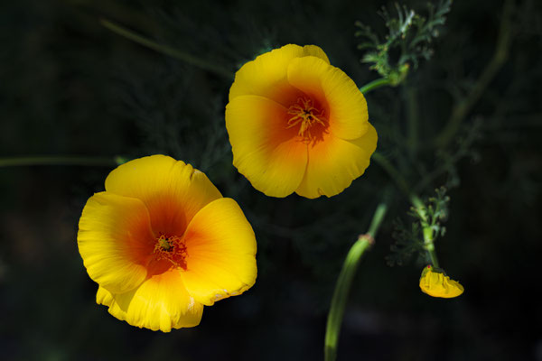 F 9 - 1/320 s - 64 iso